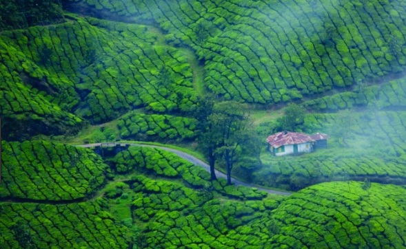 Munnar-Valparai-Ooty Tour Package